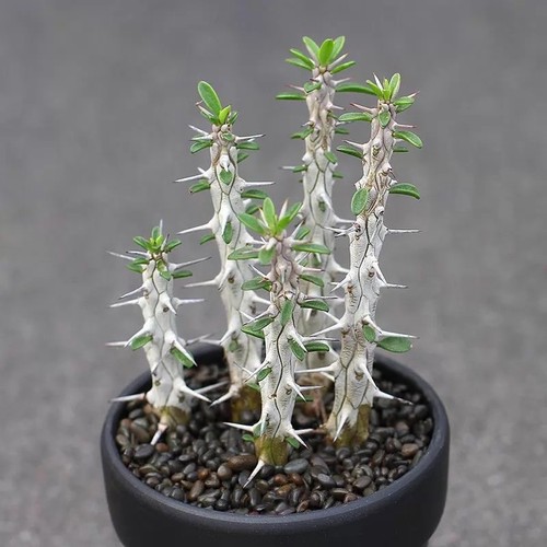 5pcs 10cm pianta - 5pcs, di