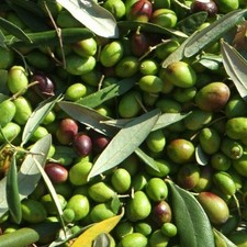 Pianta Albero di OLIVO da olio