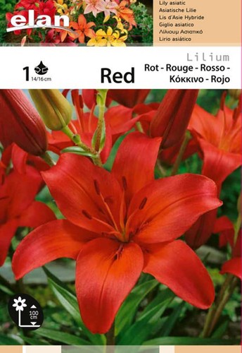 Giglio asiatico rosso - giglio,