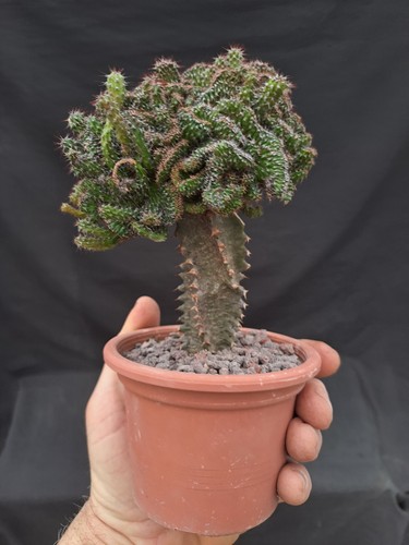 Euphorbia baloensis - , f