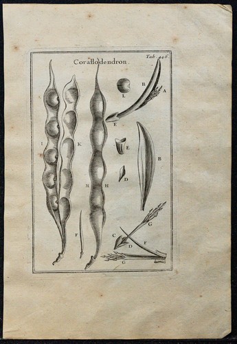1719 albero di - 1719, corallo