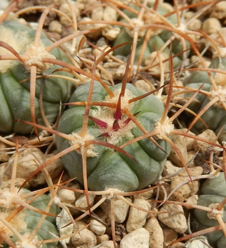 Echinocactus horizonthalonius