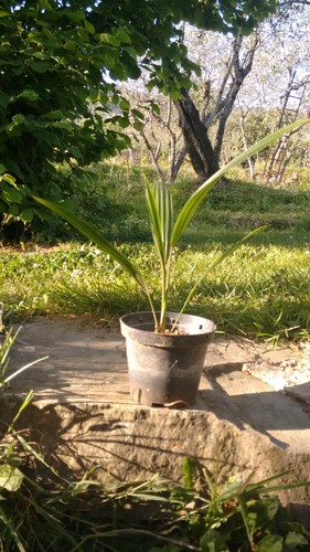 Pianta palma trachycarpus
