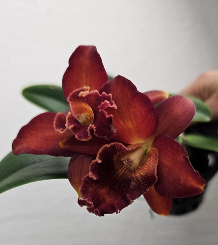 Thailandia profumo orchidea - thailandia,