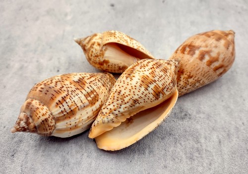 Brown lined volute seashells - brown,