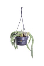 Pianta di Hildewintera Codademonis cactus vero ornamentale ricadente