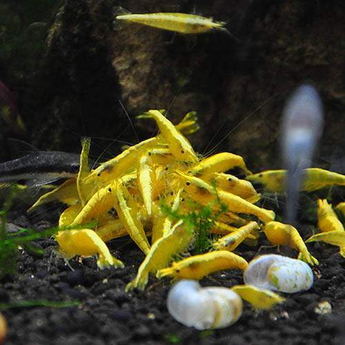 Lotto esemplari caridina - lotto,