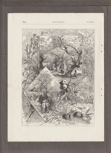 1882 settembre raccolta mele - 1882, settembre/raccolta