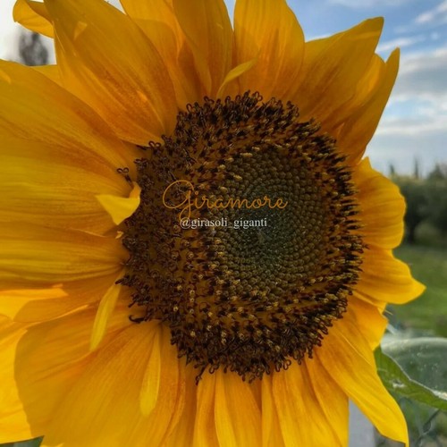 Semi girasole gigante 250 - girasole,