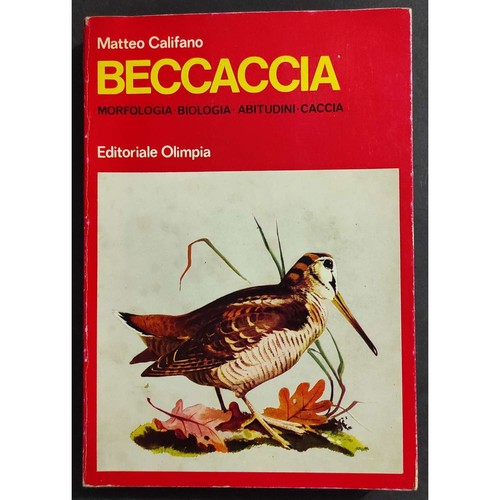 Beccaccia morfologia - -,