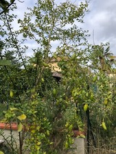 Limone caviale,frutto.