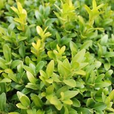 Pianta di Buxus Rotundifolia