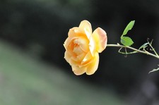 Obiettivo S/N 215XXX Nikon