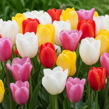 Bulbi Fiori Perenni Da Esterno