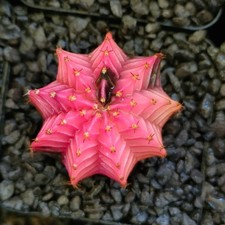 Gymnocalycium mihanovichii