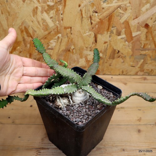 Euphorbia stellata con grande