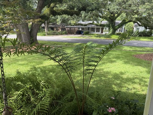 Cycas multifrondis previously