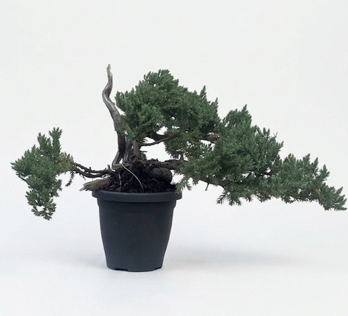Bonsai ginepro tanuki - tanuki, legno