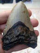 Megalodonte Dente - 10cm (9.99