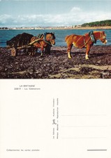 Cavalli da tiro in Bretagna.  Non viaggiata