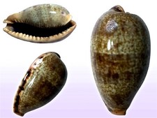 Cypraea caurica elongata f