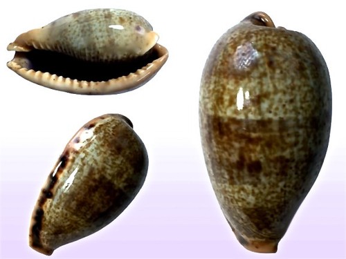 Cypraea caurica elongata - , f