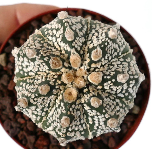 Astrophytum onzuka x - astrophytum, cv