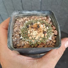 Ariocarpus kotschoubeyanus (Mexico) BIG PLANT!! cod. ebay-H153