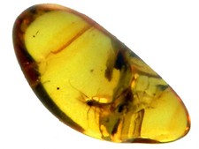 Insetto in Ambra Fossile