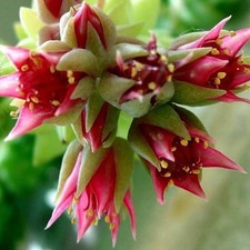 Sedum morganianum pianta - (pianta, da