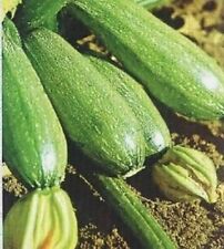 15 SEMI DI ZUCCHINO ORTOLANA DI FAENZA + OMAGGIO