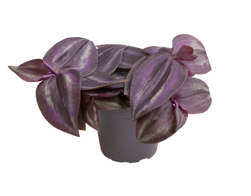 Tradescantia zebrina purpusii - zebrina,