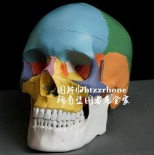 Testa di teschio anatomica