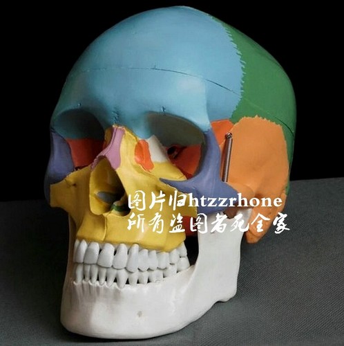 Testa teschio anatomica - teschio,