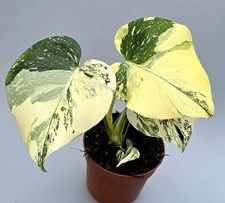 Bellissima crema Monstera Thai