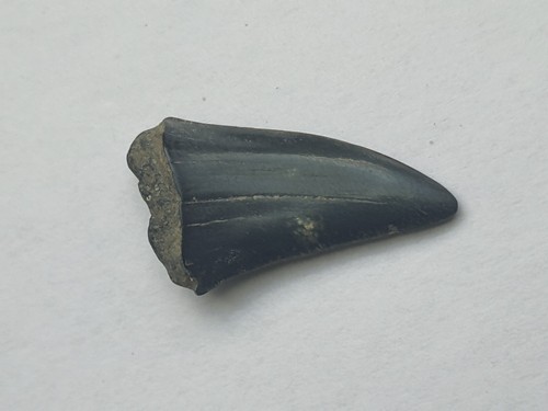 Otodus denti squalo - squalo,