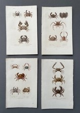 Storia naturale, crostacei