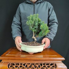 BONSAI SHOIN DI TASSO
