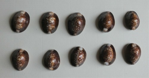 Conchiglie collezione - 10,