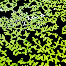 Lemna Minor (lenticchie