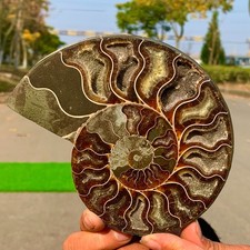 392G Ammonite Fette Colorate Naturale Fette Fossili Lumaca Guarigione Madagascar A213