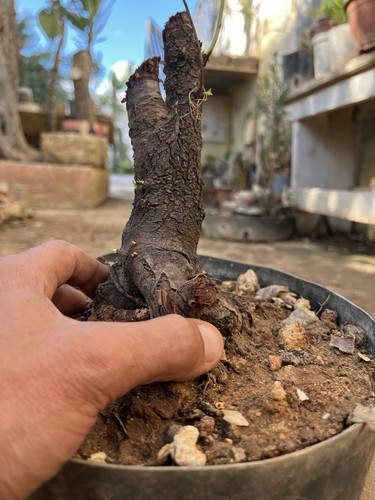 Mandorlo bonsai yamadori di - bonsai,,