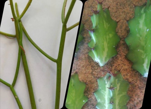 Euphorbias esquejes 30 - ,,