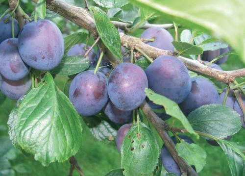 Pianta susino varietà - susino,