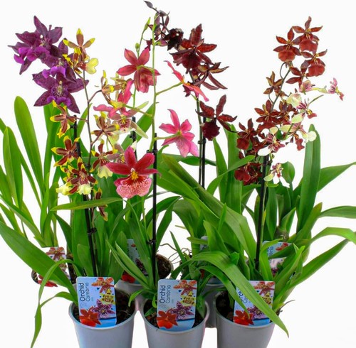 Piante orchidee interno - di, da