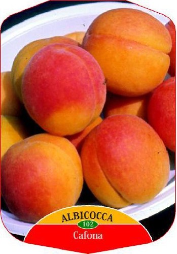 Albicocco cafona prunus - albicocco,