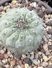 1pcs 4-5cm Copiapoa cinerea