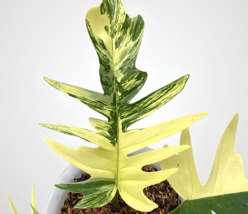Philodendron florida beauty - philodendron,