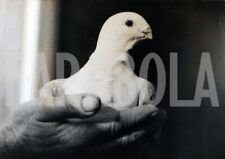 Foto vintage Piccione con