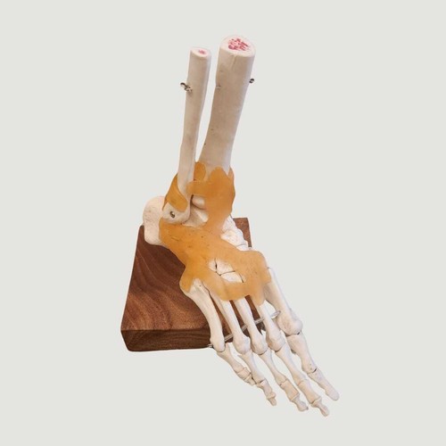 Anatomical skeleton foot